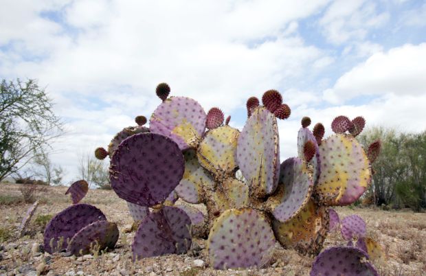 Prickly Park